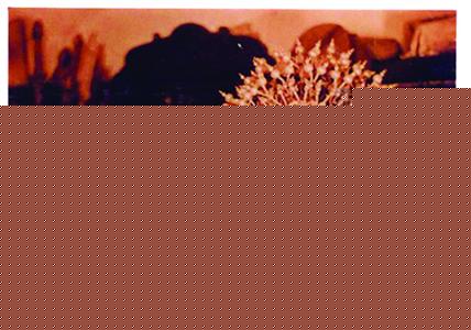 ͯ÷͸ 