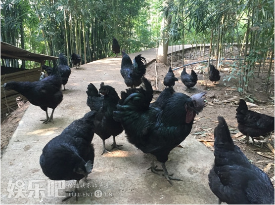 赤水竹林中的“蛋中人参” 苏先生带你寻鲜乌骨鸡蛋
